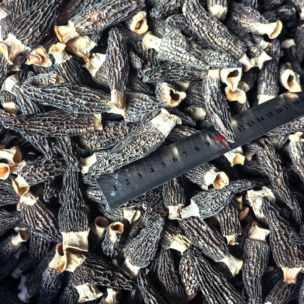 头茬羊肚菌干货非野生新货羊肚菌煲汤炖汤料包厂家基地批发零售