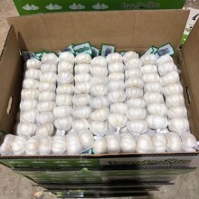 国际认证保鲜大蒜红蒜red garlic白蒜pure white garlic