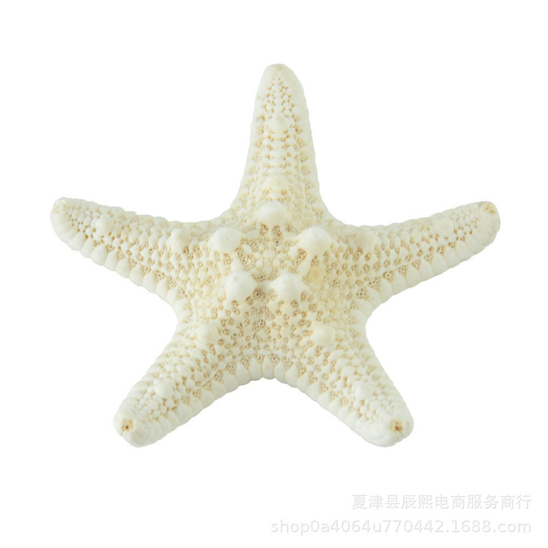 Starfish Natural Shell Conch 3 to 10cm Bread Starfish Handmade Material Specimen Ornaments Photography Props Hanging Ornaments