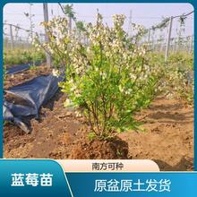 {ݮ{ݮ籱ϷNֲļ䱡Fش̨