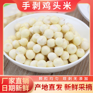 ���l�K�� �u�^�� �o����͌� 50g/���͌� ȥƤ�͌��w����Ŵ�o��