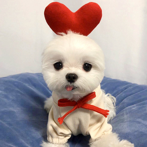 Pet Supplies Wholesale: Cute Cat and Small/Medium Dog Winter/Spring Shoes with Love
