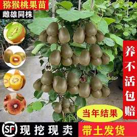 猕猴桃树苗北方种植户外红心绿心徐香带叶带土地栽耐寒嫁接果树苗