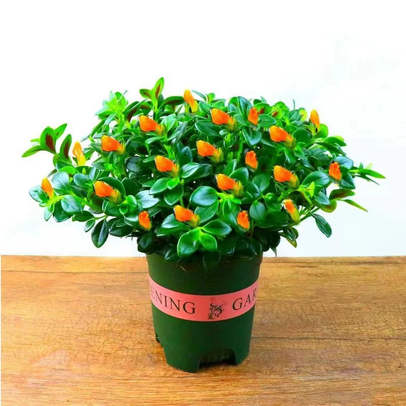 Оптовая Золотая рыбка висит Орхидея горшечные растения с бутонами балконные цветы и растения Комнатные цветы легко выращивать зеленые растения Four Seasons цветение