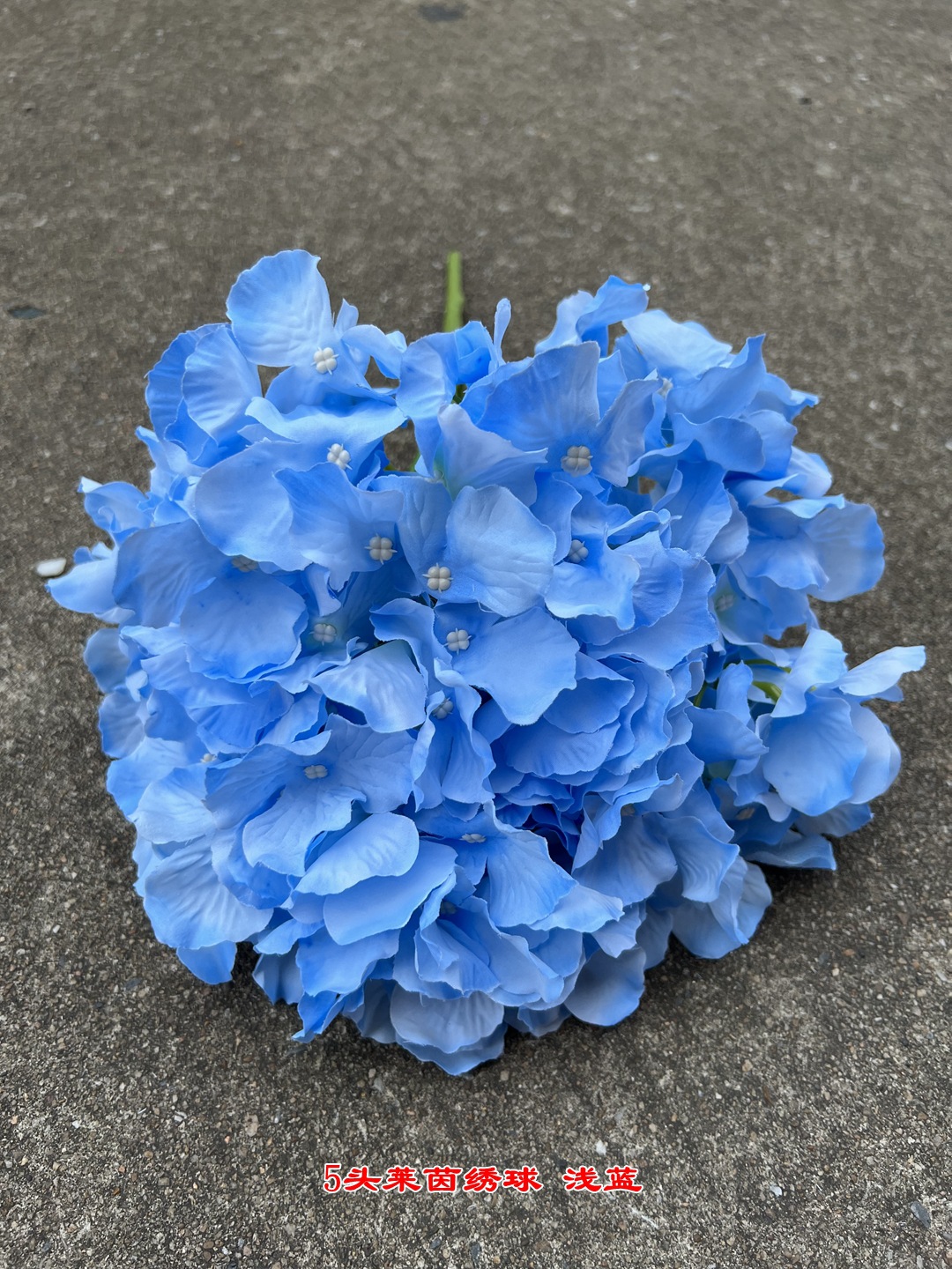 5-cabeza Rhine Hortensia azul claro