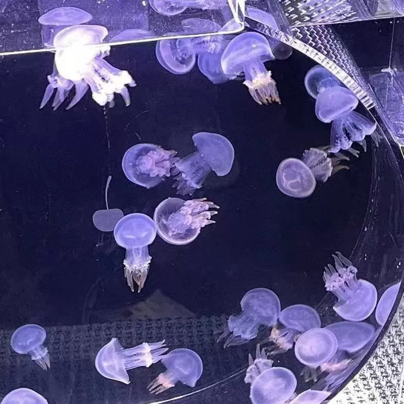 Красные лунные дети наблюдают за светящейся бойцовой рыбой