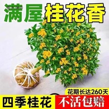 GֲںB҃ļͿʳļԹ̫