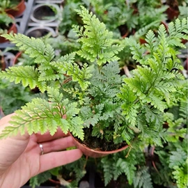 盆栽;灌木;蕨类植物