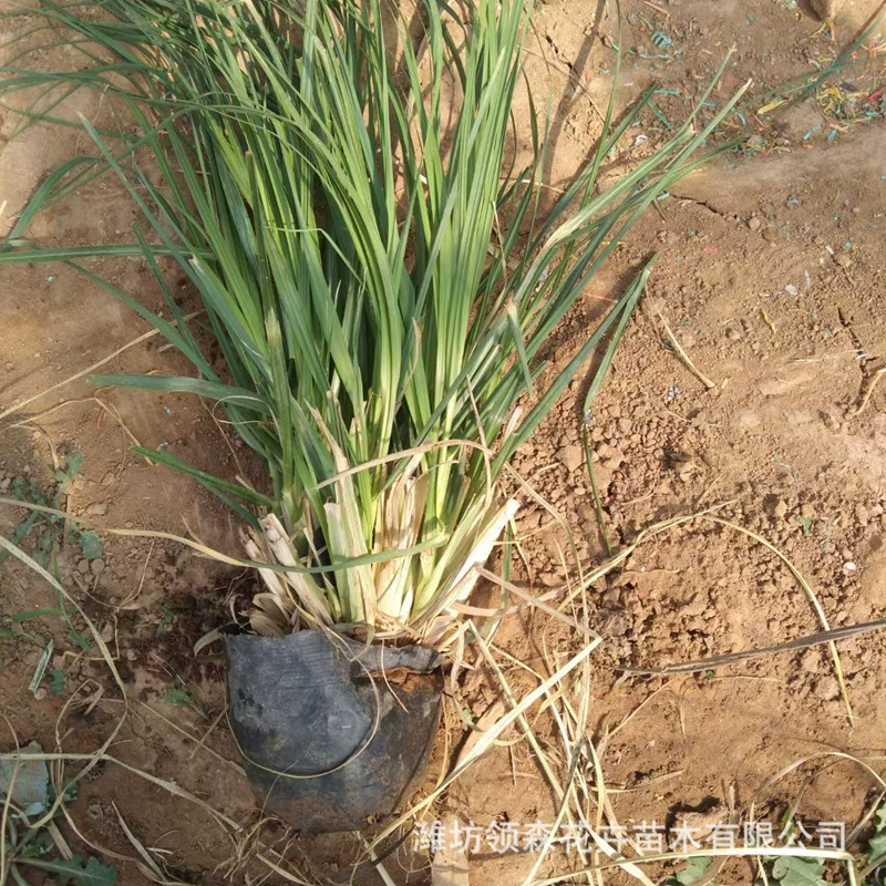 Травяной тростник, водный тростник, саженцы для сада, вечнозеленый тростник, миниатюрный тростник, оптовые продажи