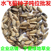 水飞蓟种子批发供应水飞蓟种籽水飞蓟籽水飞雉乃蓟子绿植趣味种植