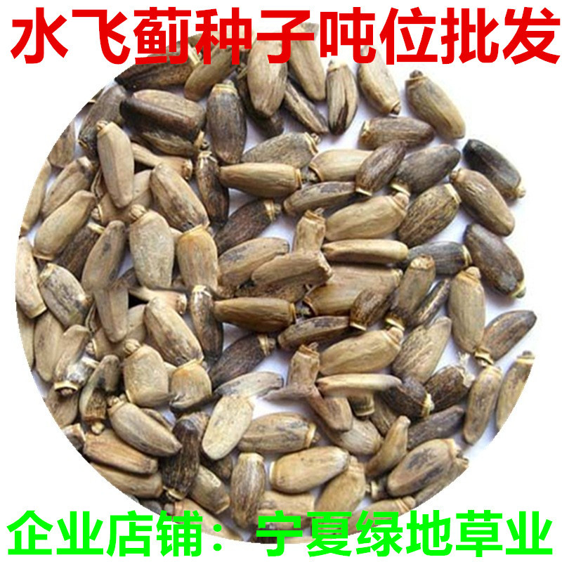 水飞蓟种子批发供应水飞蓟种籽水飞蓟籽水飞雉乃蓟子绿植趣味种植