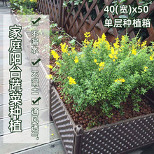 花盆種番茄 花盆種番茄批發 促銷價格 產地貨源 阿里巴巴