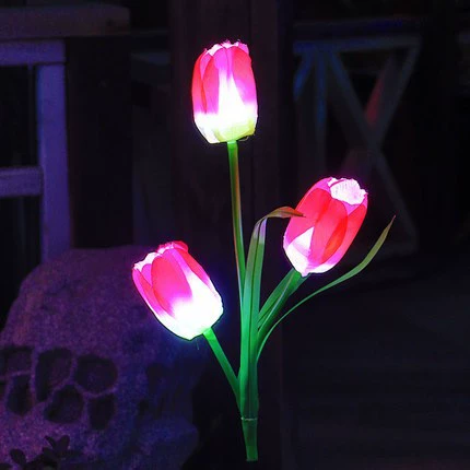 Red tulip