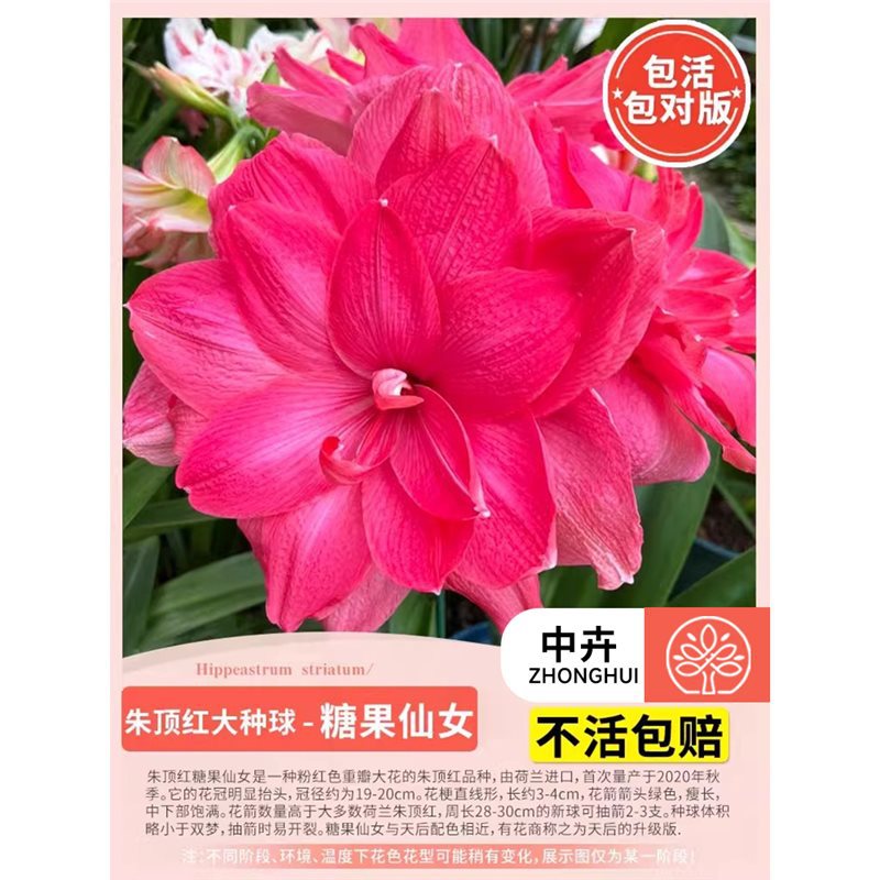 Amaryllis big bulb candy fairy】