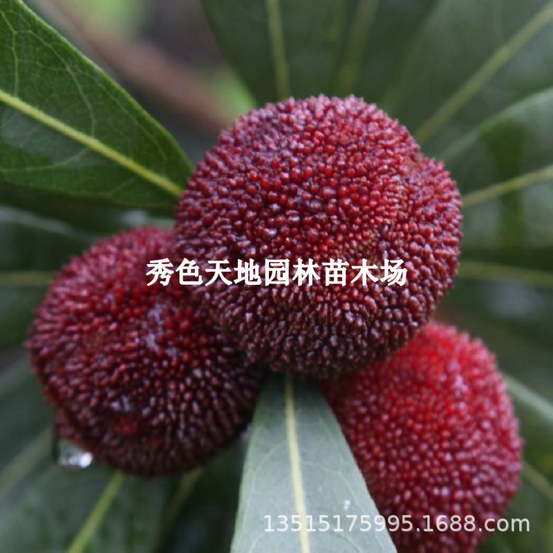 特大乌梅优品种乌酥杨梅树苗嫁接杨梅苗盆栽地栽南方果树庭院大苗