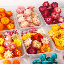 【可挑色挑大小】精品麦秆菊花头干花七彩菊小蜡菊小雏菊真花批发