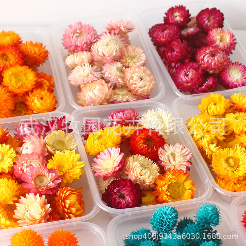 【可挑色挑大小】精品麦秆菊花头干花七彩菊小蜡菊小雏菊真花批发
