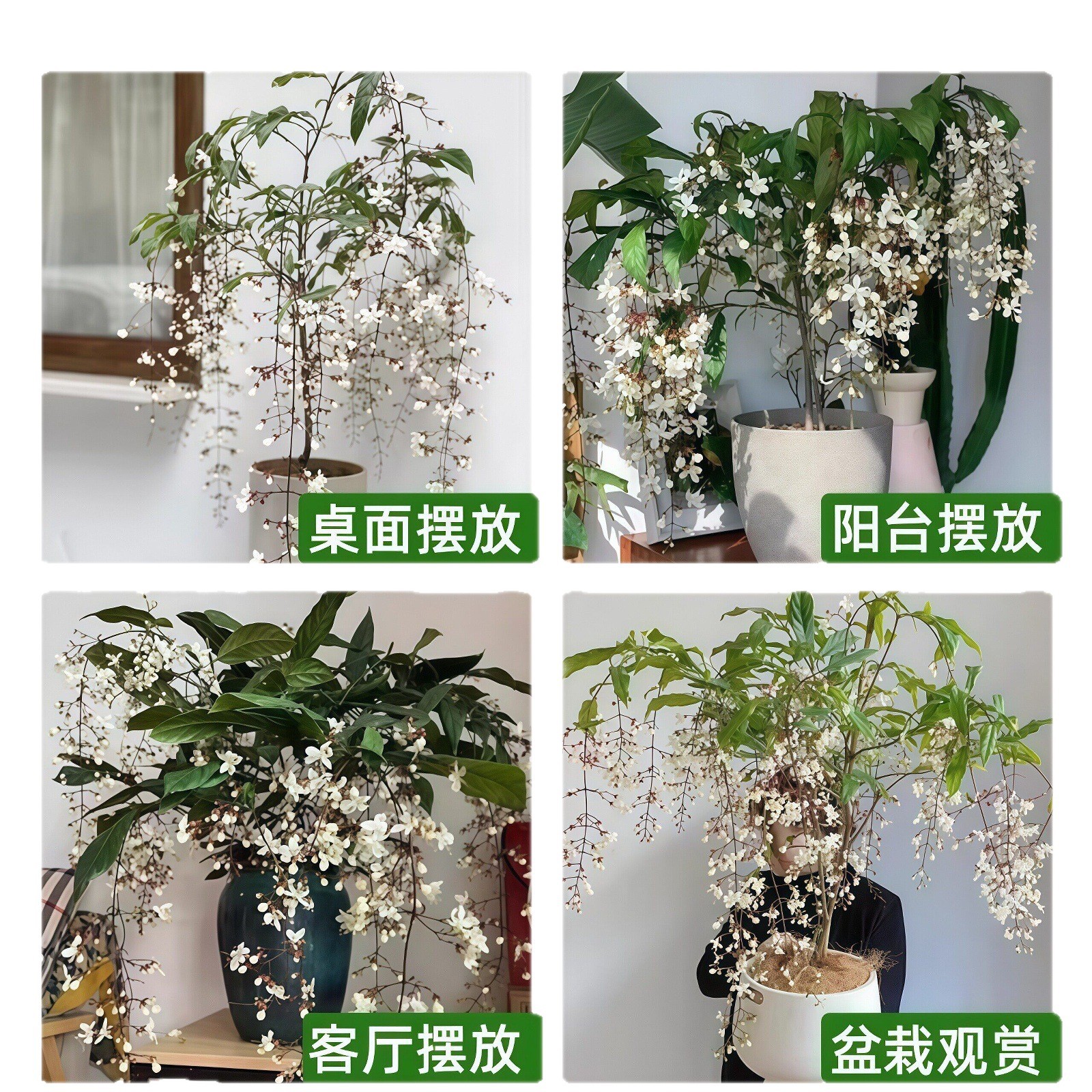 Flores de jazmín en maceta, flores de fragancia fina, fáciles de cultivar en interiores y exteriores, flores perennes ornamentales. image 5