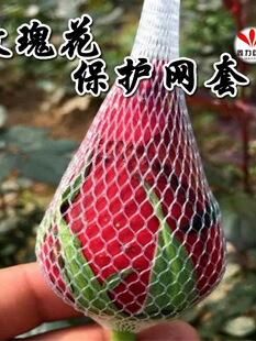���lõ�廨���o�W���¼������o�W�׻��ٱ��o�W��