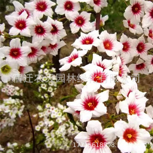 �Ĺڻ�����໨��ͩ�������FͥԺ�e���ļ��G���е�ľ��ͩ���ͺ���
