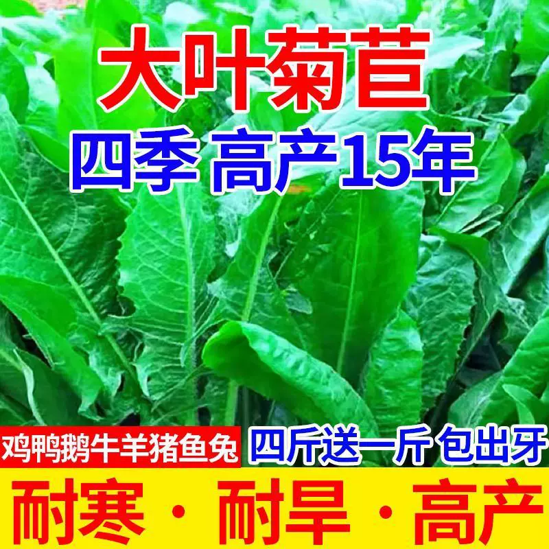 菊苣种子喂鸡菜种子兔子草种猪牛鱼鸡鸭鹅猪用的养殖四季大蒜种籽
