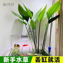 ����͢�ʹ�ˮ���~��ˮ��ֲ���������~���Bˮ���~����쾰����