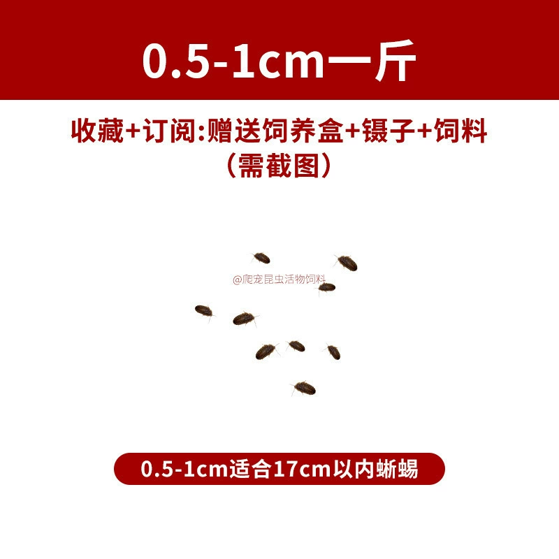 [杜比亚蟑螂昆虫爬宠活饵饲料新成体繁殖组半斤中国]