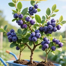 {ݮԵԎͺϱNֲͥԺY{ݮ