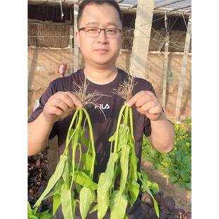 Three-Fork Water Spinach Seeds, Four-Season Green Rapeseed, Willow Leaf Water Spinach, Large-Leaf Three-Yak Water Spinach Seeds, Potted Vegetable Seeds
