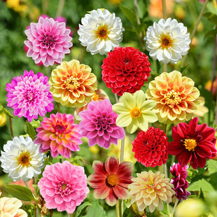 Dahlia Seeds Perennial Spring Flower Seeds Flower Seeds Outdoor Easy-To-Live Florals Garden Flower Seeds All Year Round