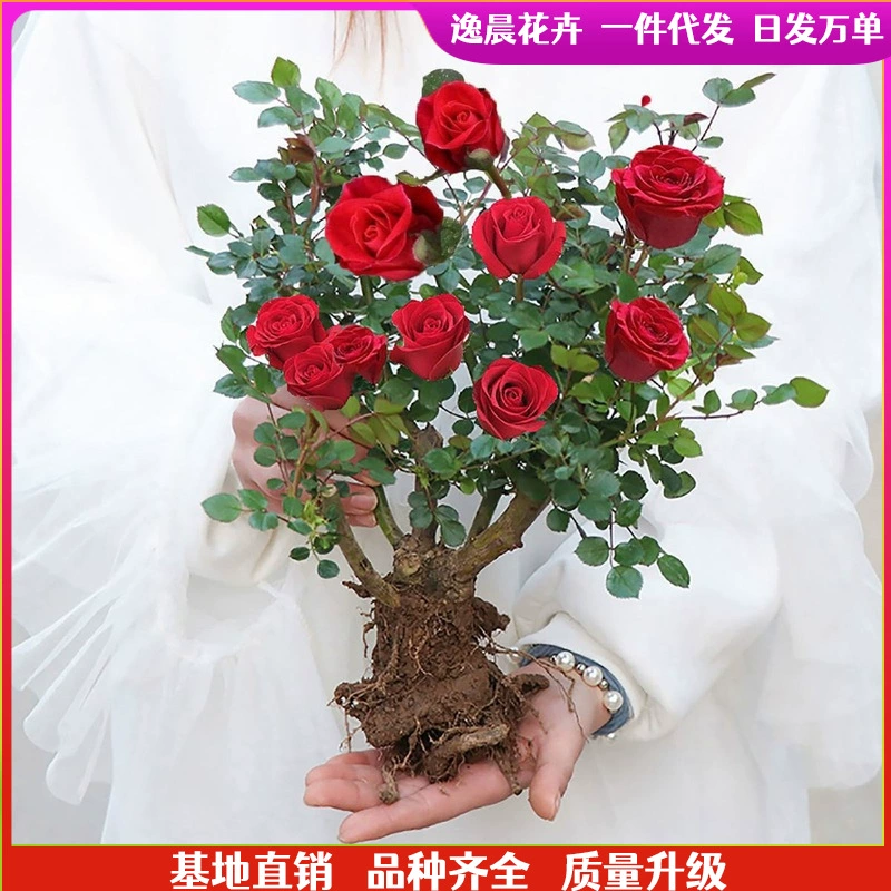 Саженцы розы старые сваи