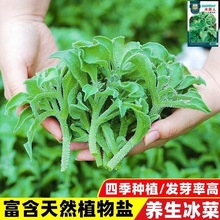 四季水晶冰菜种子冰菜籽种孑盆栽苗冰草菜籽种阳台稀有蔬菜野菜种