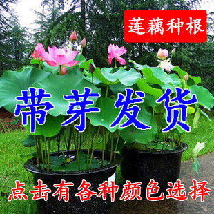 Lotus Root Aquatic Plant, Lotus Seed Lotus, Bowl Lotus, Water Lily, Potted Lotus, Lotus Seedlings Bloom in the Same Year