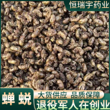 亳州蝉蜕 精品选货无硫 50克起批代磨粉 药检合格 水洗无硫蝉蜕