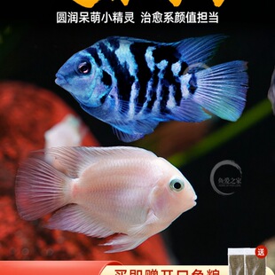 �����W�^�~�^�p�~С�͵�ˮ�Ꭷ�^�p�~�������������{�׽�ĸС�~