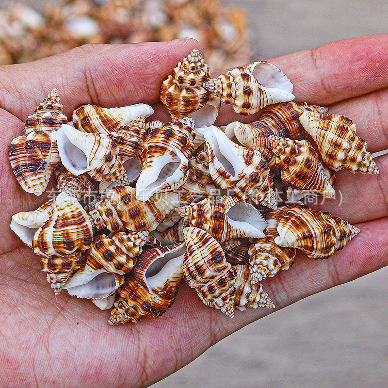 Concha Daquan natural con cera de pescado, materiales decorativos mediterráneos DIY al por mayor