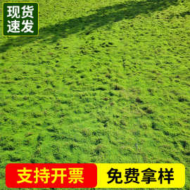 批发仿真苔藓草坪多场景适用布置铺地绿色草坪厂家多样式人造地毯