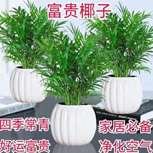 ���FҬ�����������҃��k��������ˮ��ֲ������՚����ȩ�͏d�Gֲ