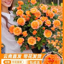 �����¼������Ԏ������^õ�廨���֭�̨�҃���Gֲ�����ļ��_��