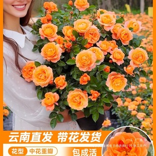 Large Potted Rose Flower Pot with Multi-Headed Rose Seedlings, Suitable for Balcony Indoor and Outdoor Green Plants and Flowers That Bloom All Seasons