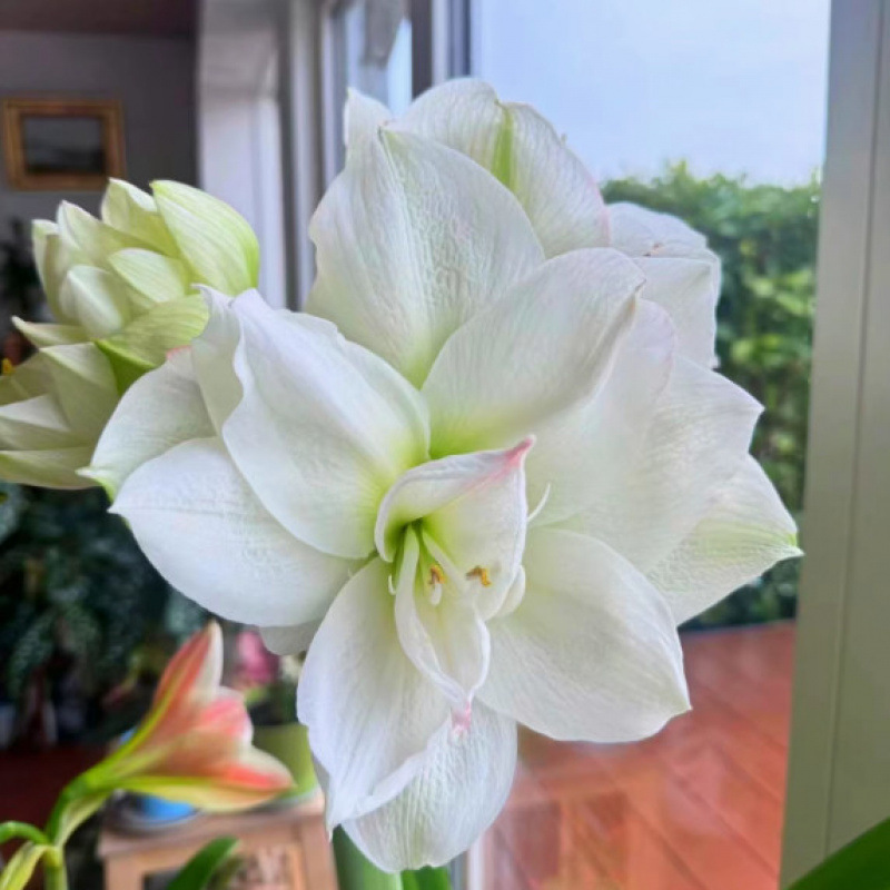 흰색 데이지 1개