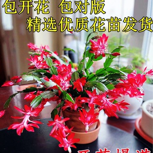 зצ�m���Ԏ����������ɫ�ذ껨��ֲ���҃Ȼ��ļ��_���зץ�r��