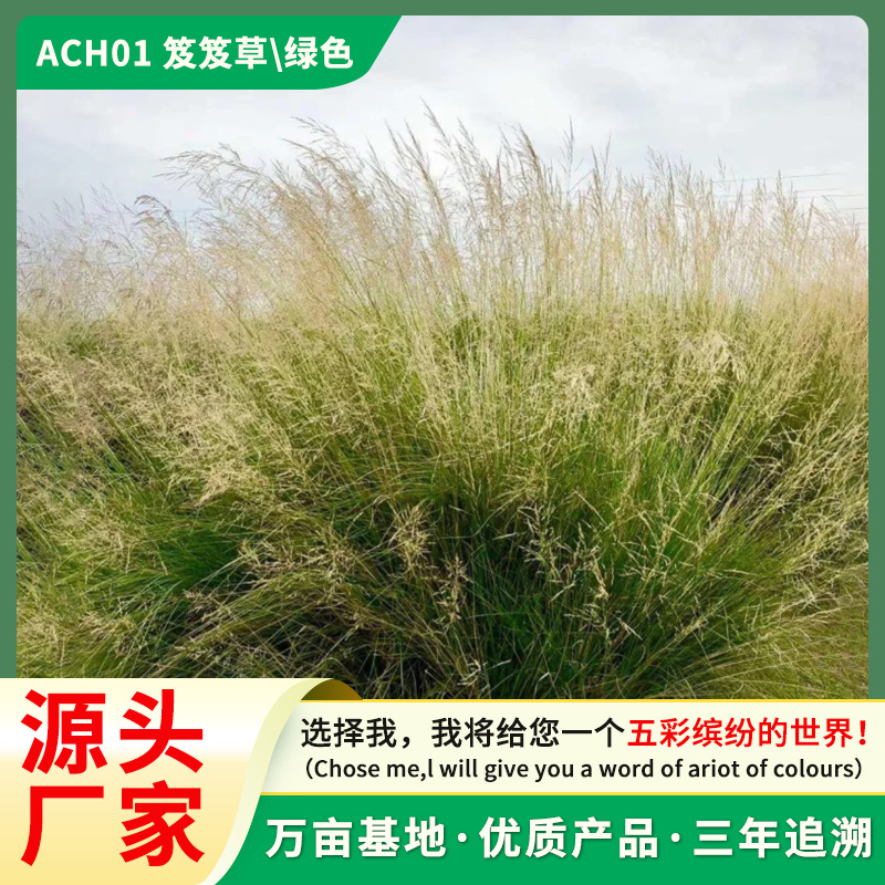 芨芨草种子 芨芨草 牧草种籽积机草席萁草种子耐旱防风固沙耐盐碱