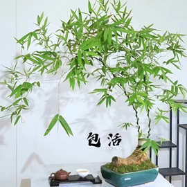 小叶青龙竹簕竹室内造景茶室禅空间绿植庭院竹子盆景文艺竹子盆栽