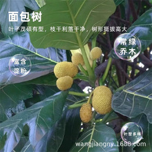猴面包果树苗果树 猢狲木猴 面包树酸瓠苗罗蜜树马槟榔面磅树苗