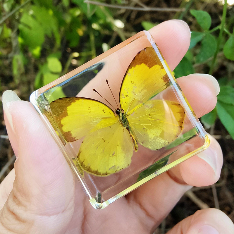 연한 갈색 철새 흰나비 80%