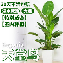 B҃ȿ͏d;GֲkҴ~ֲ߶QmꎺB