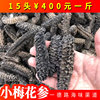supply high quality Deep sea Africa sea cucumber 15 To 20 head General goods Thelenota ananas own Site wholesale