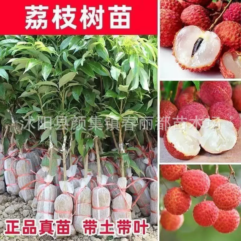 带土带叶无核荔枝苗妃子笑荔枝苗糯米糍荔枝苗桂味荔枝苗当年结果