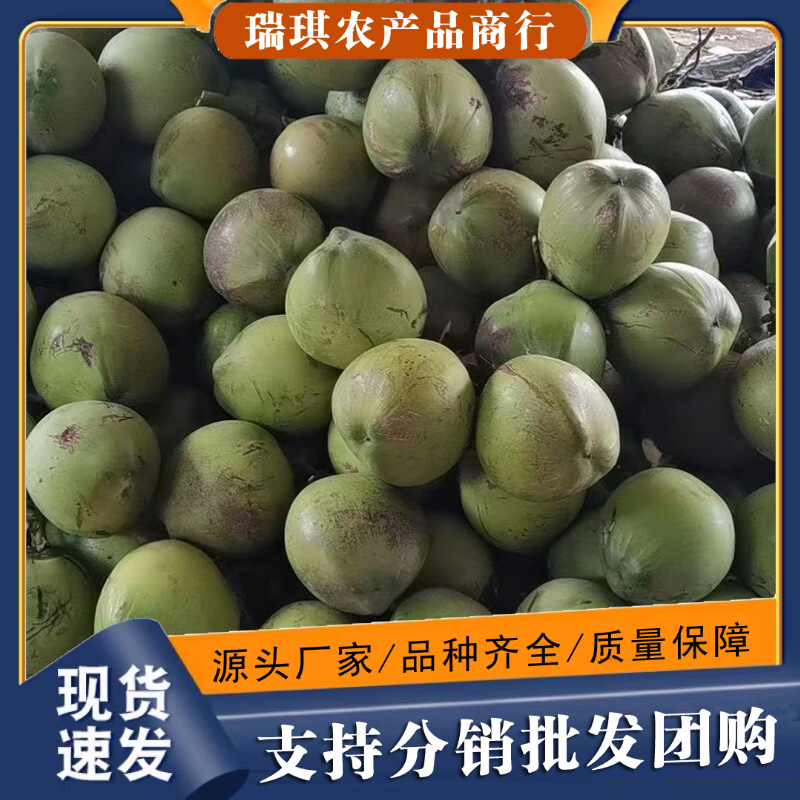 海南椰青新鲜带皮椰子9个装现摘椰子汁孕妇大果批发包邮去皮椰青